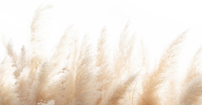 Registered Counselling Therapist - Candidate