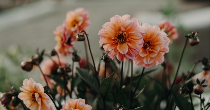 What is the role of PTSD in paramedic burnout and how does the clinical environment affect the coping strategies of paramedics?